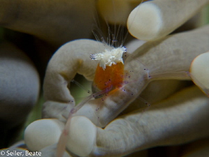 Popcorn shrimp , taken with Canon G12 and 2 X UCL165 by Beate Seiler 